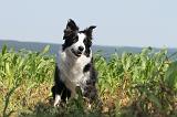 BORDER COLLIE 538
